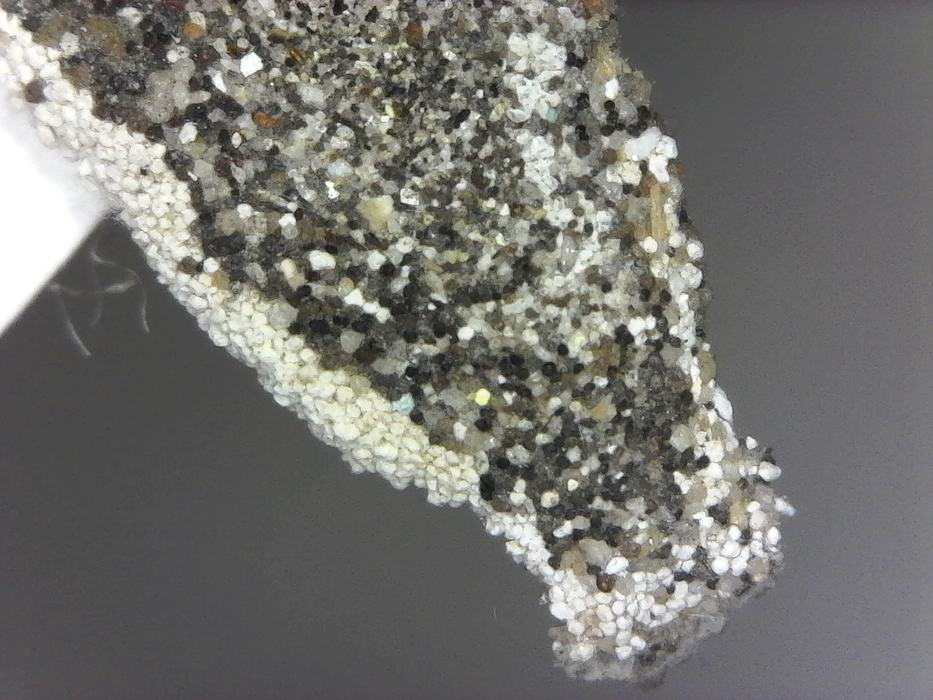 Fully developed larval case surface