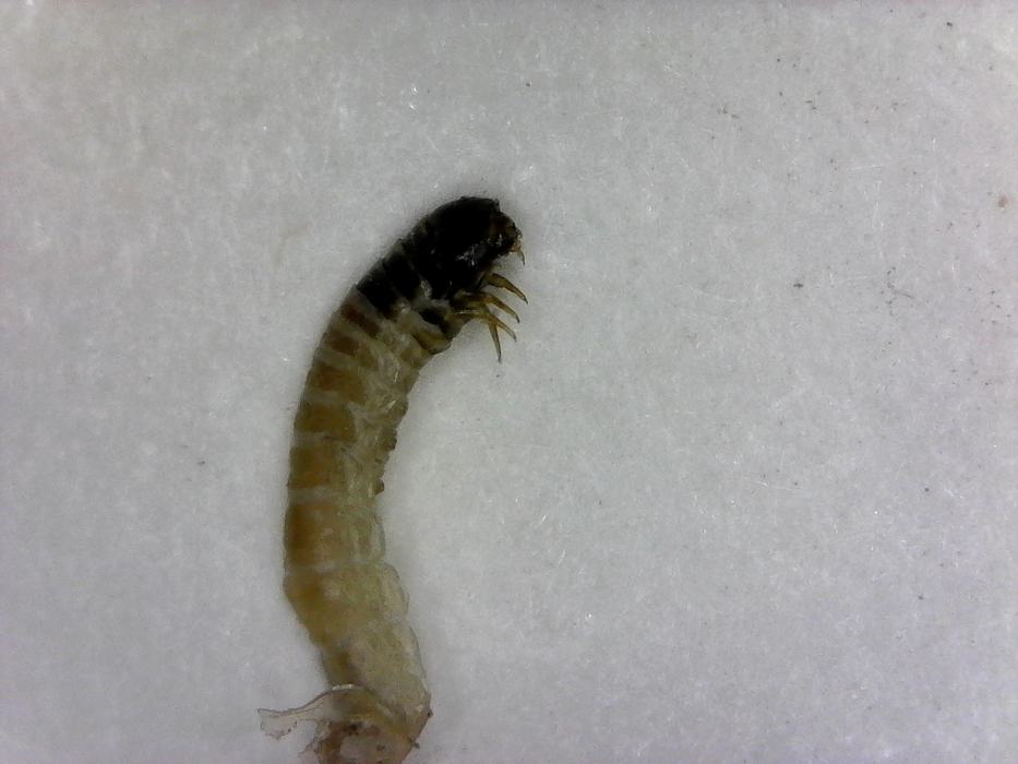 Fully developed larva