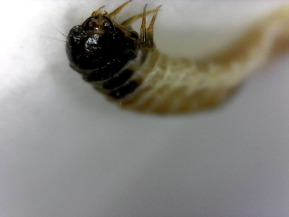 Fully developed larva close up