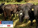 Herd of black cows in a grassy pasture with ear tags; overlay text "NC Cooperative Extension"