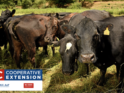 Herd of black cows in a grassy pasture with ear tags; overlay text "NC Cooperative Extension"