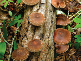 Brown cup-shaped mushrooms growing on a decaying log amid forest leaf litter