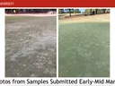 NC STATE UNIVERSITY; two golf-green photos showing turf discoloration; text "Photos from Samples Submitted Early-Mid March"