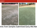 NC STATE UNIVERSITY; two golf-green photos showing turf discoloration; text "Photos from Samples Submitted Early-Mid March"