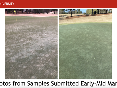 NC STATE UNIVERSITY; two golf-green photos showing turf discoloration; text "Photos from Samples Submitted Early-Mid March"