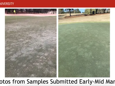 NC STATE UNIVERSITY; two golf-green photos showing turf discoloration; text "Photos from Samples Submitted Early-Mid March"