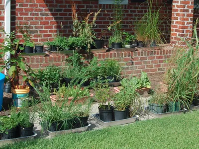Plants