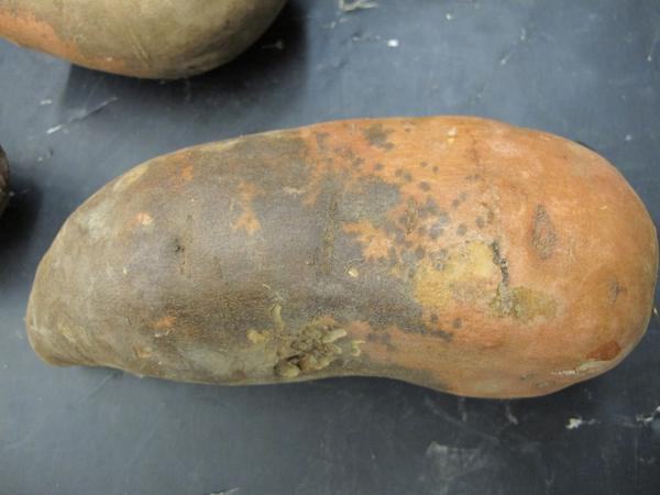 Sweetpotato scurf produces brown lesions over the surface sweetpotato roots (NC State Plant Disease and Insect Clinic)