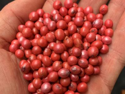 Hand holding a pile of small round red seeds