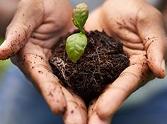 hands holding a seedling