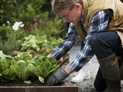 senior adult picking lettuce