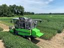 Green harvester labeled "Quantum" cutting crops in a soybean field