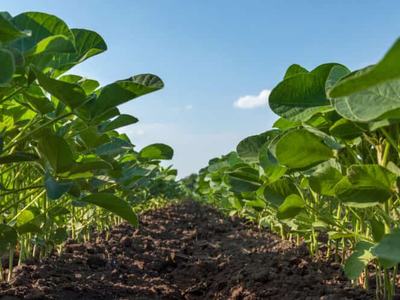 Low-angle view between rows of young green soybean plants growing in tilled soil