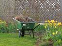 A wheelbarrow in the garden filled with branches and weeds.
