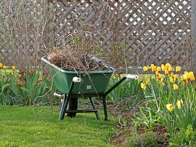 A wheelbarrow in the garden filled with branches and weeds.