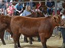Girls showing steer at fair