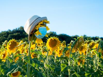 field of sunflowers, one wearing a disposable face mask and sun hat