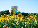 field of sunflowers, one wearing a disposable face mask and sun hat