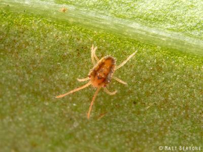 an adult clover mite, Bryobia sp.