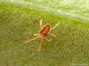 an adult clover mite, Bryobia sp.