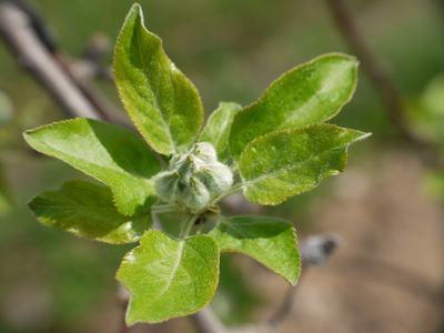 Apple bloom