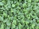 Dense cluster of small, round green seedling leaves
