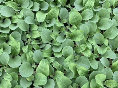 Dense cluster of small, round green seedling leaves