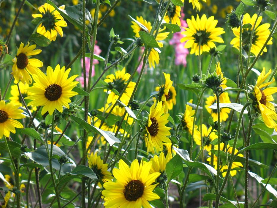rudbeckia flowers