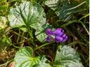 Photo of Wild Violet flower. Violet/purple flower with large heart-shaped green leaves.