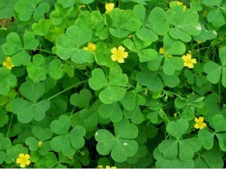 Photo of common yellow wood sorrel. Green plant that is recognized by it's heart-shaped leaves.