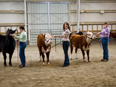 showing cattle