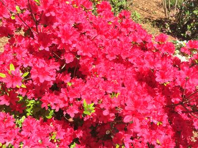 azalea formosa flower