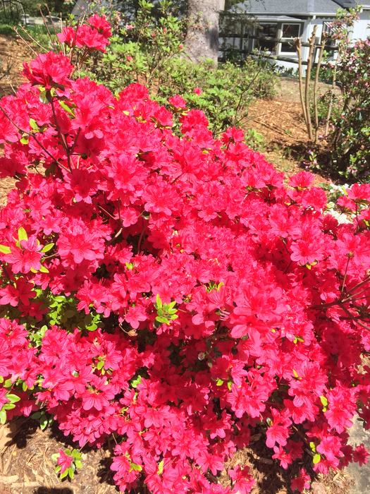 azalea formosa flower