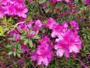 Azalea