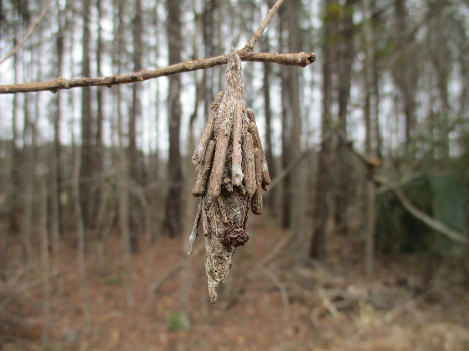 Protective bag of a bagworm