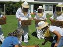 beekeeping training