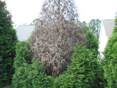 Diseased tree