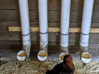 Four vertical PVC chicken feeders dispensing feed; black hen in front; "NC Cooperative Extension" logo