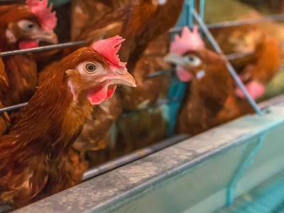 chickens in a chickens house