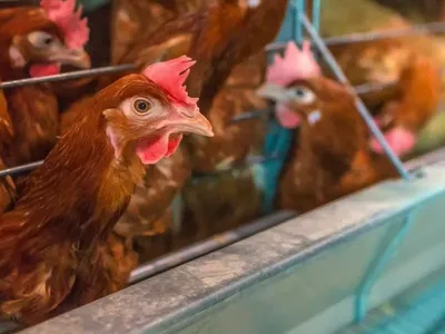chickens in a chickens house