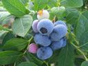Cluster of dew-covered blueberries and unripe berries on green leaves