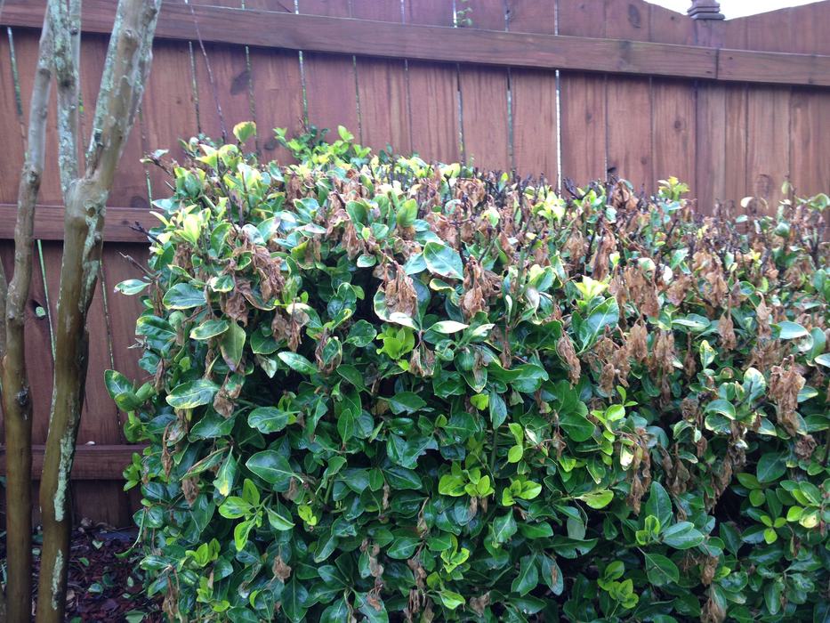 cold damage euonymous