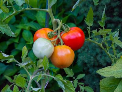 tomato plant