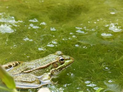 frog in water