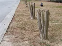 Multiple trimmed tree trunks (stumps) in grassy verge beside a street curb