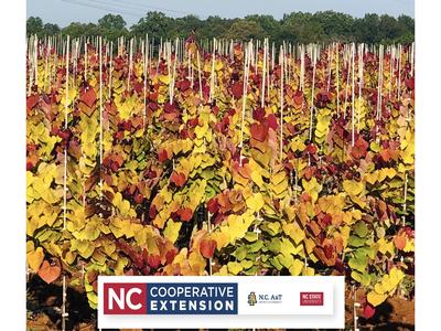 Rows of young trees with yellow and red leaves and stakes; banner reading "NC Cooperative Extension"