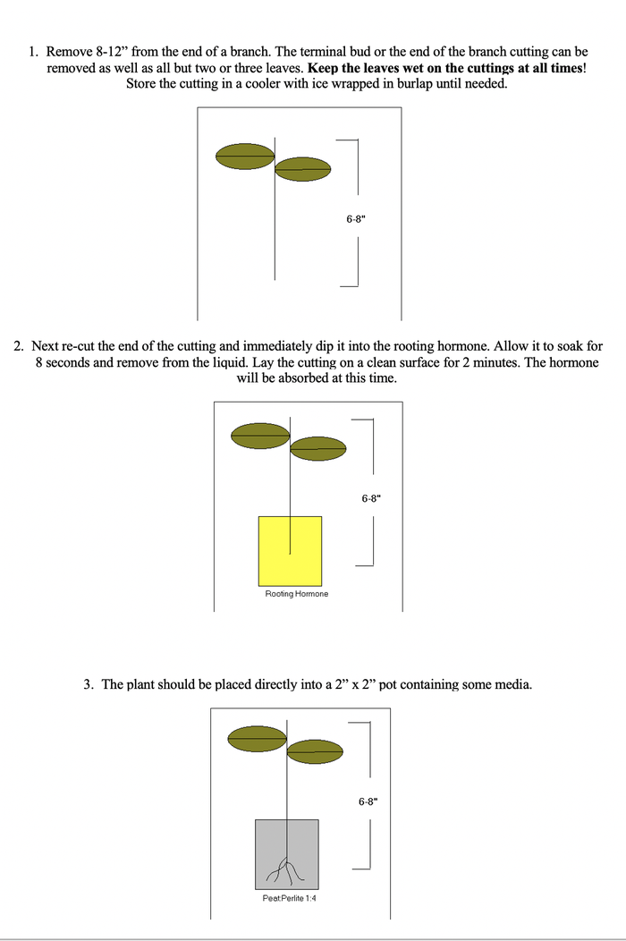 cutting procedure