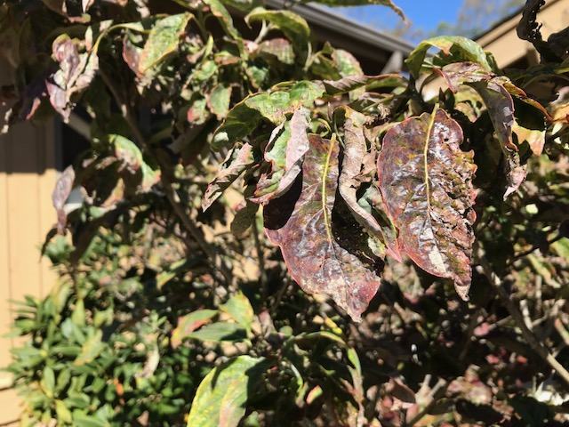 dogwood spot anthracnose