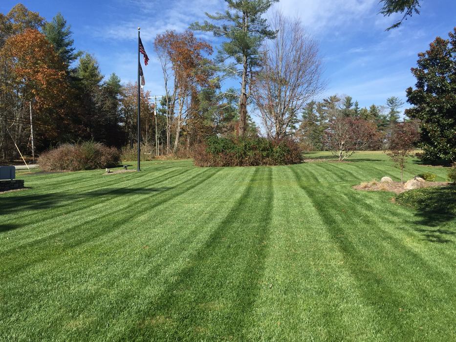 fescue lawn