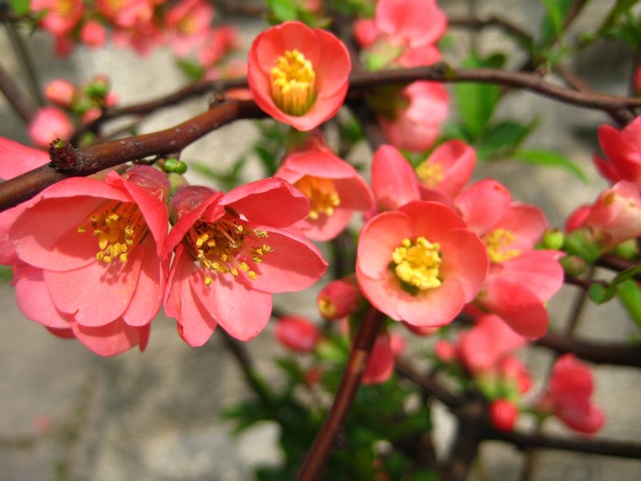 Flowering quince